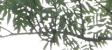 Olympus OM G.Zuiko 50mm f/1.4 "silver-nose"