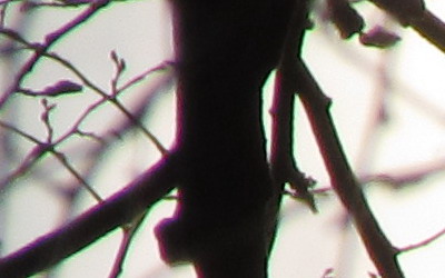 Canon PowerShot SX130 IS: levný všeuměl