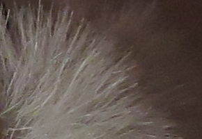 Canon PowerShot SX50 HS: překvapivá kombinace