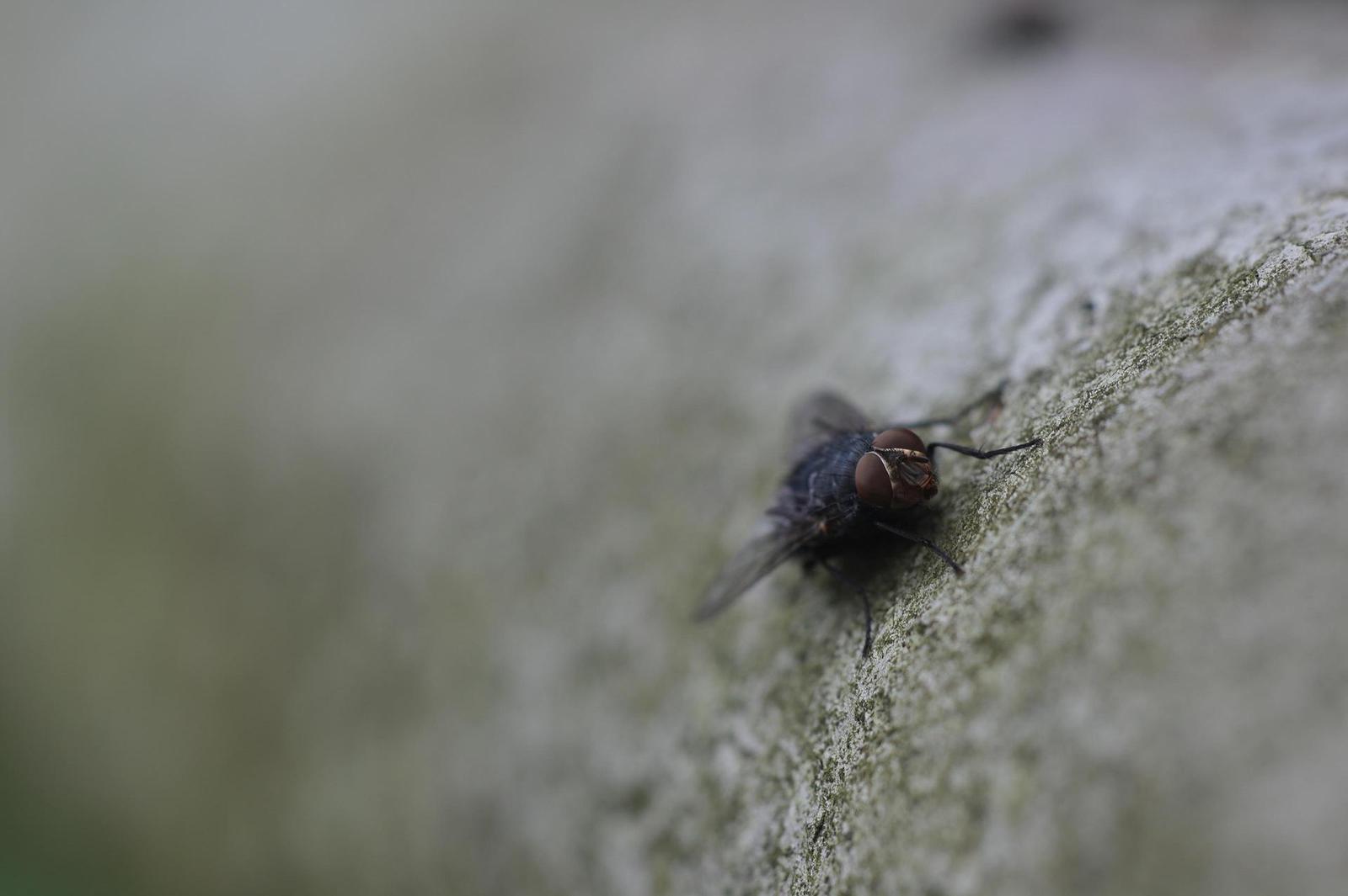 Helios-44M 58mm F2.0 (M42)