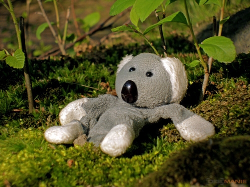 Fotíme s Koalou: Clona