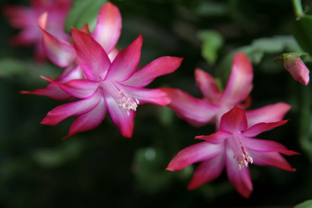 Srovnání 2 objektivů: profesionální Sigma vs. setový Canon