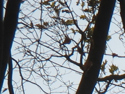 Canon PowerShot G11: géčko, o jakém jsme snili