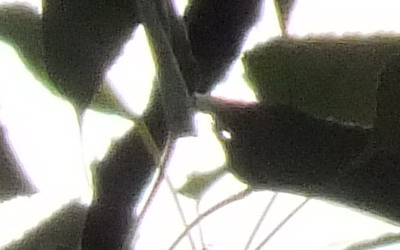 Fujifilm FinePix HS20EXR: důstojný nástupce