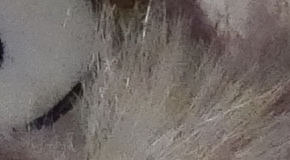 Panasonic Lumix LX100: pozoruhodný profi kompakt