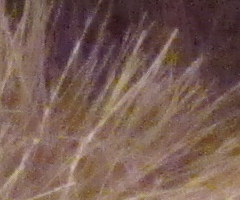 Canon PowerShot G11: géčko, o jakém jsme snili