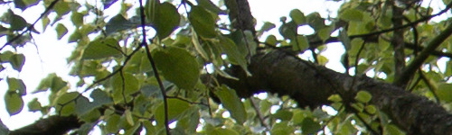 Canon EF 35mm f/2 IS USM