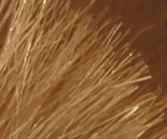 Sony SLT-A33: přesvědčivý revolucionář