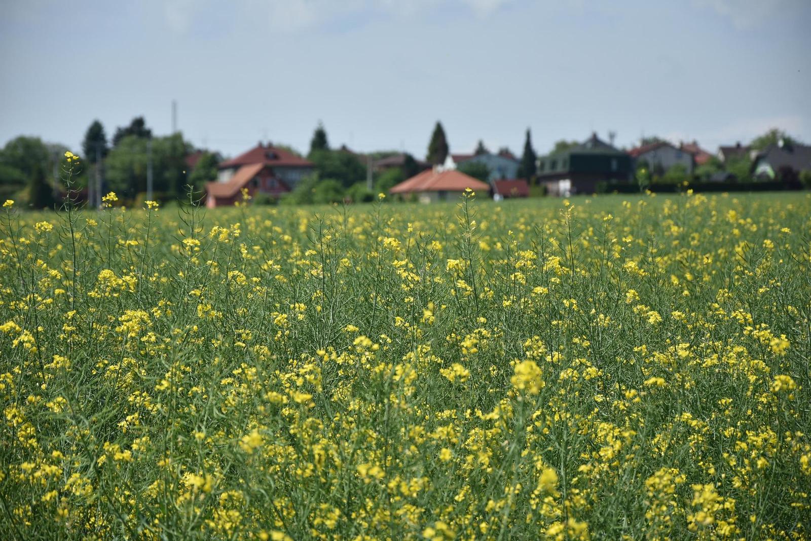 Nikon D7200: přesvědčivé zrcadlo