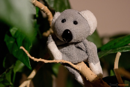 Fotíme s Koalou: Software, RAWy, obrazové formáty