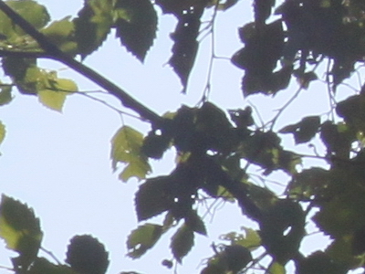 Canon EOS 500D: povedený pokračovatel rodu