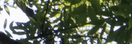 Minolta MC Rokkor-PF 50mm F1.7 (MC/MD)