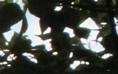 Fujifilm FinePix HS20EXR: důstojný nástupce