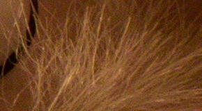 Canon EOS 1200D: vylepšený základ