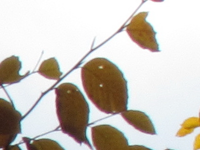 Canon PowerShot SX30 IS: sebevědomý rekordman