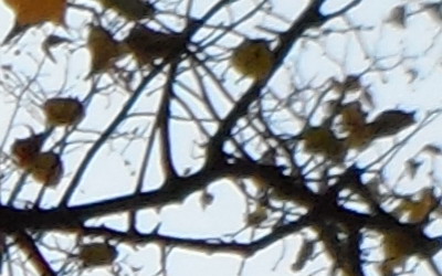 Samsung MV800: pro každý úhel i autoportréty