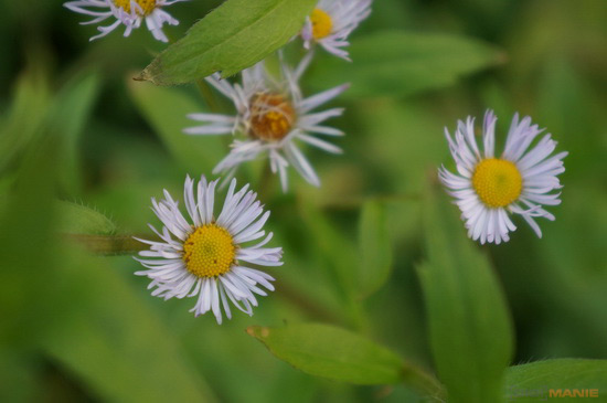 Sony NEX-5R: fázový posun k lepšímu?