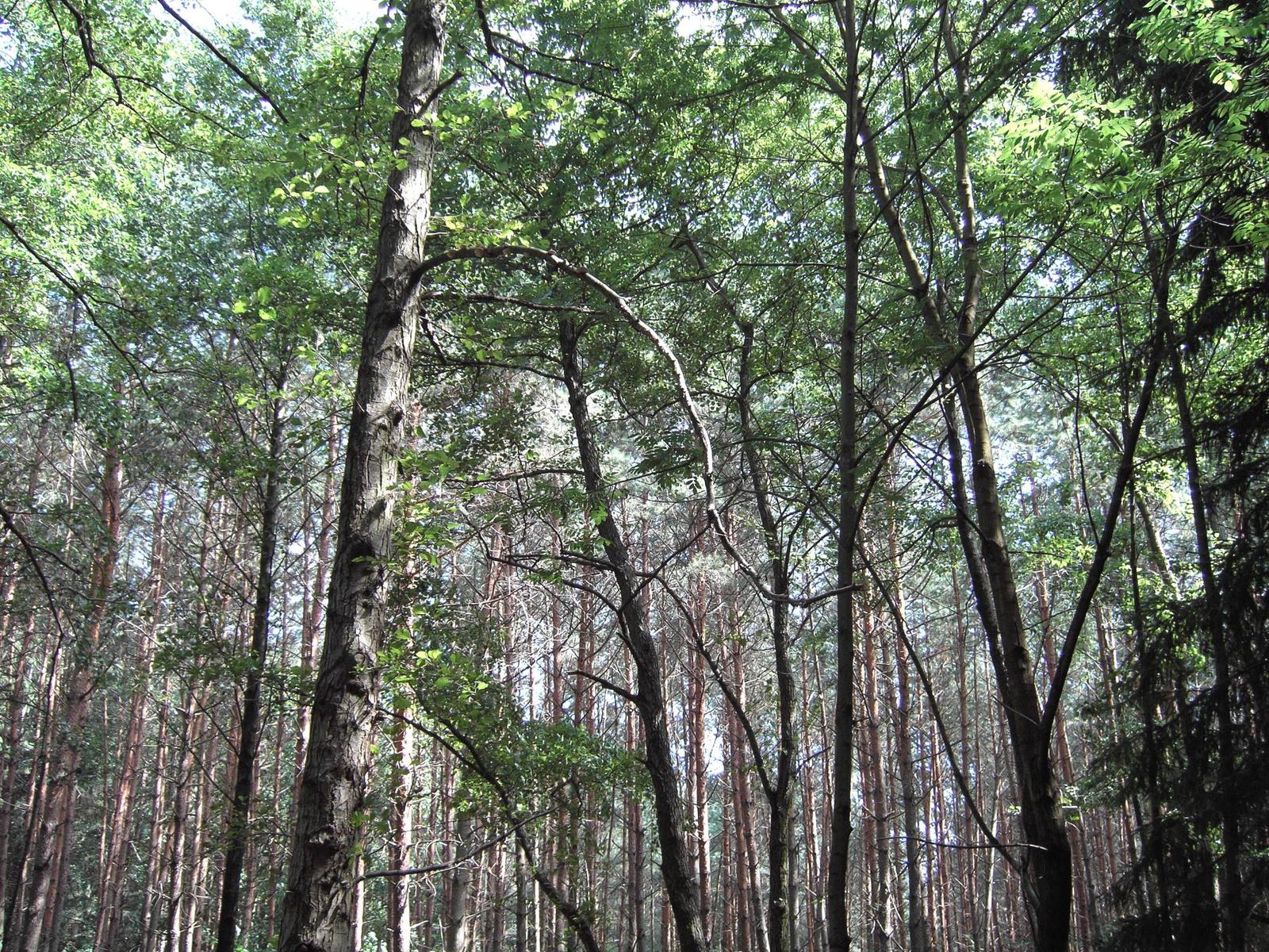 Acer CR-8350: Kompaktních 8 Mega