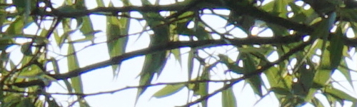 Sony E 55-210mm F4.5-6.3 OSS (SEL55210)