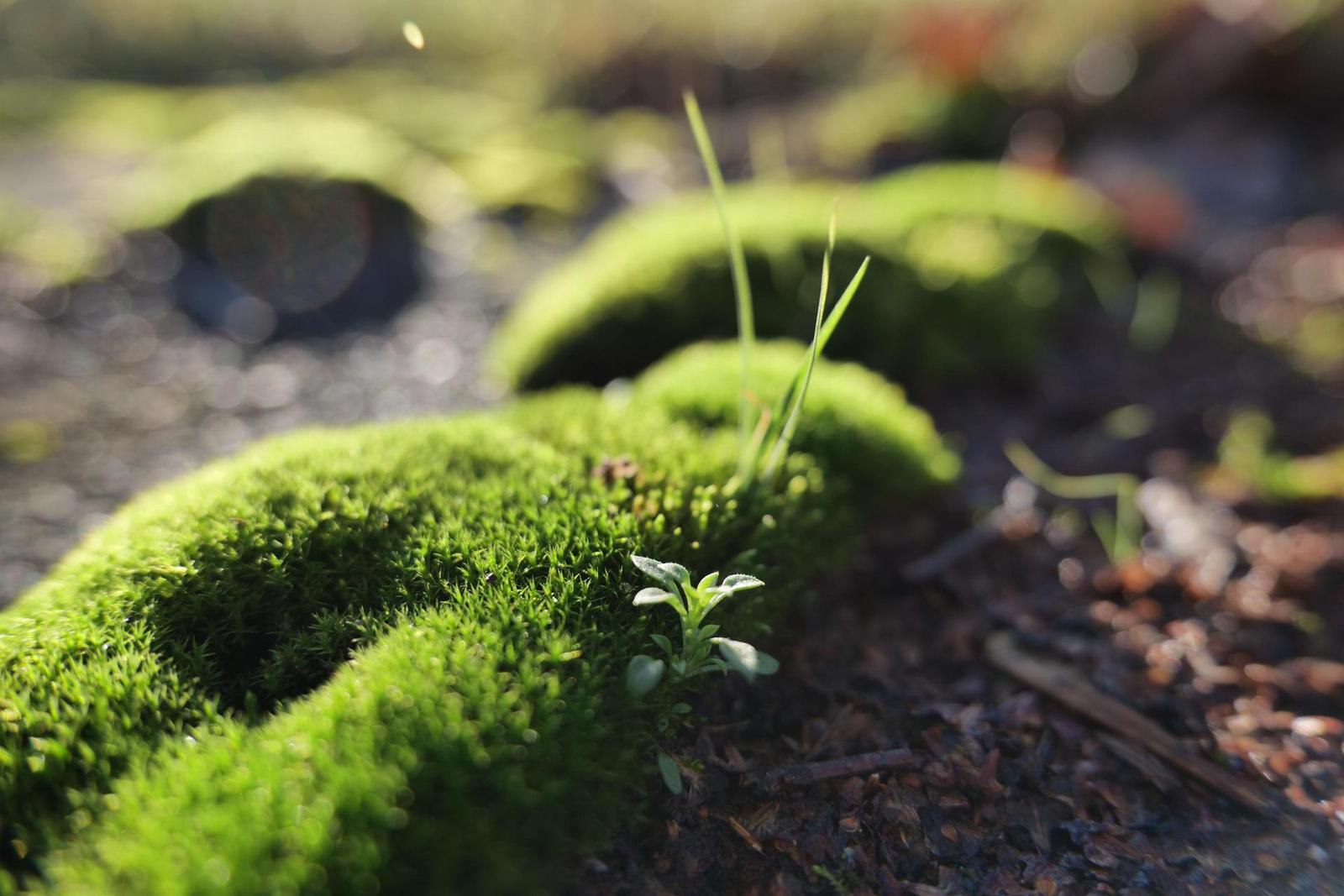 Panasonic Lumix S 20-60mm F3.5-5.6