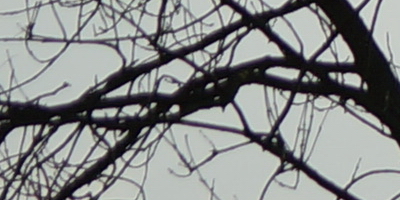 Sony SAL-70400G (70-400mm F4-5,6 SSM G)