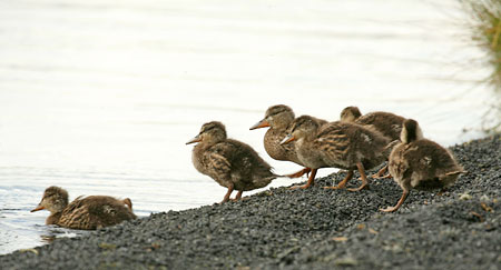 Island - království krajinářské fotografie: IV.