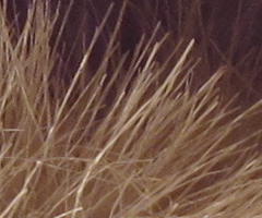 Canon PowerShot G11: géčko, o jakém jsme snili