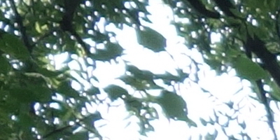 Sony Cyber-shot RX100: terminátor zrcadlovek