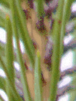 Panasonic Lumix DMC–FZ10: Vlajková loď s optikou Leica