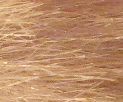 Canon PowerShot G10: stále mezi nejlepšími