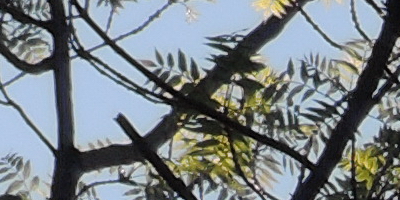 Nikon Coolpix P330: do vyšších sfér