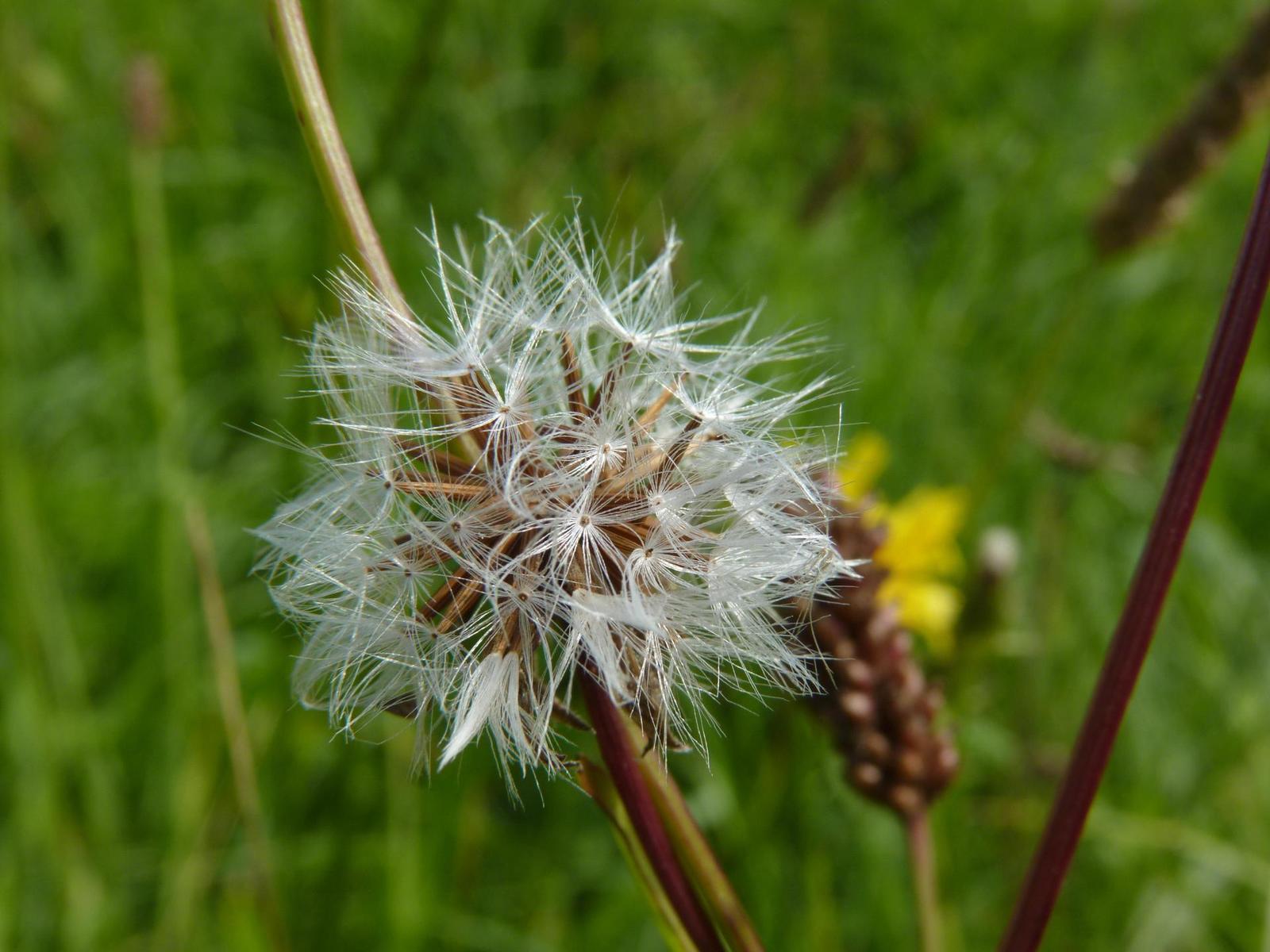 Panasonic Lumix FZ38: nejlepší ultrazoom současnosti?