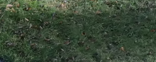 Panasonic Lumix GH5 II: nejen pro vloggery