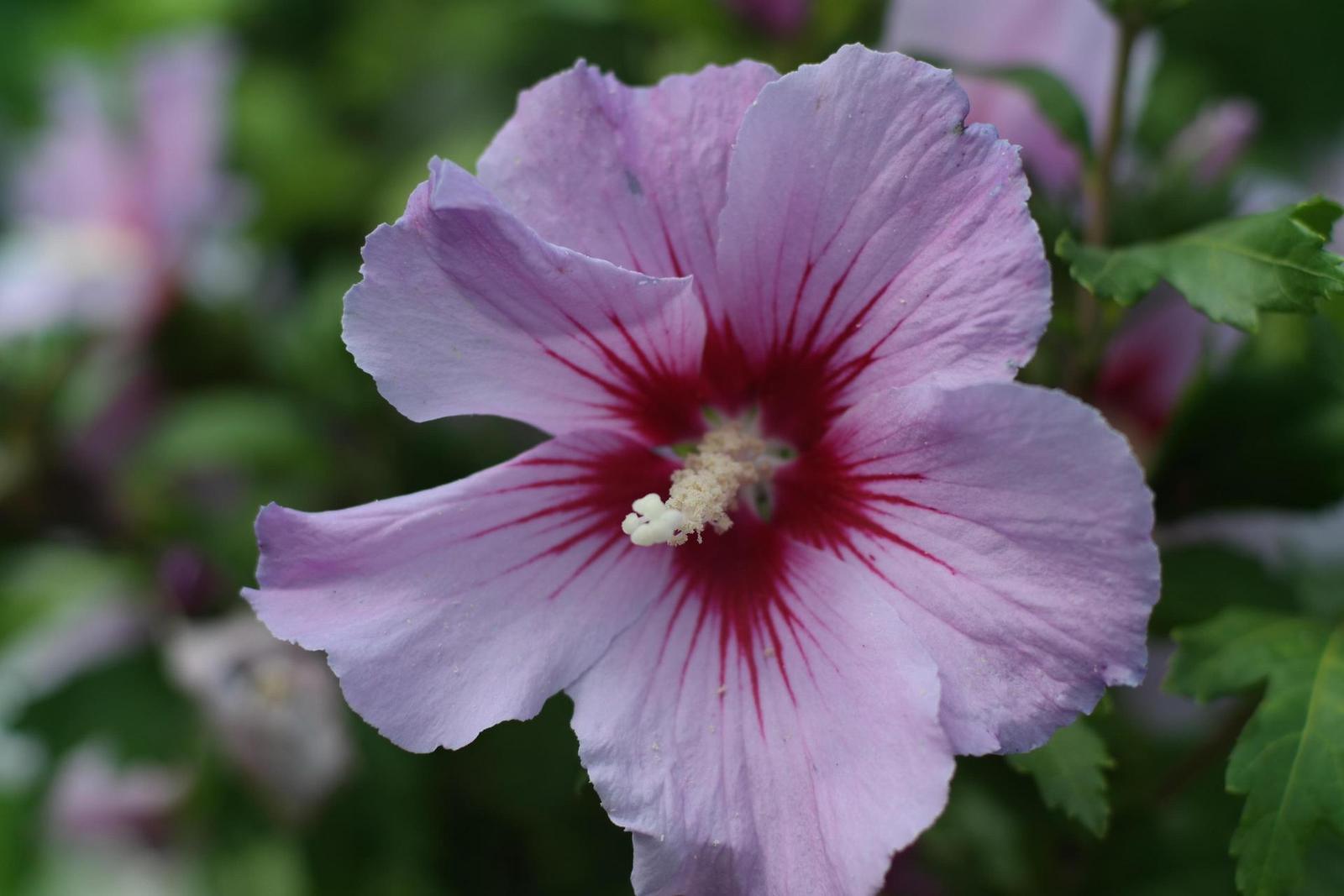 Olympus OM G.Zuiko 50mm f/1.4 "silver-nose"