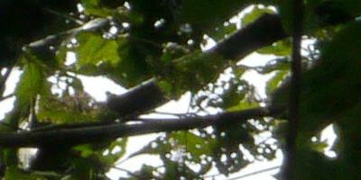 Panasonic Lumix G Vario 100-300mm F4-5,6