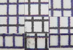 Nikon Coolpix B700: přírodovědec