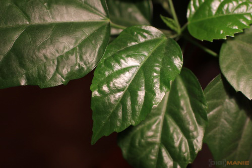 Canon EF 35mm f/1.4L USM