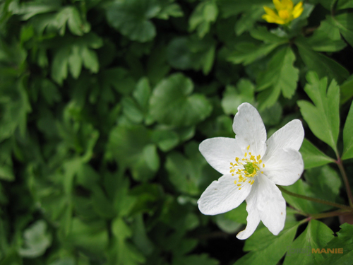 Canon PowerShot A590 IS: malý, ale šikovný