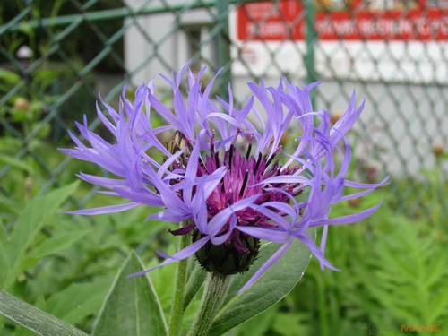 Canon IXUS 220 HS: multifunkční Karkulka