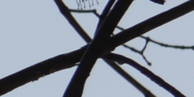 Nikon AF-S NIKKOR DX 55-300mm 1:4.5-5.6G ED VR