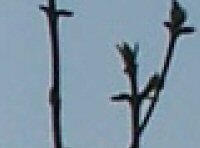 Souboj ultrazoomů: FZ5, Z5 a Z740