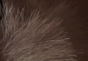 Olympus Stylus XZ-2: jednoduše skvělý