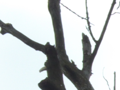 Samsung EX1: příjemné překvapení