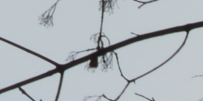 Nikon AF-S NIKKOR DX 55-300mm 1:4.5-5.6G ED VR