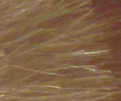 Canon PowerShot SX30 IS: sebevědomý rekordman