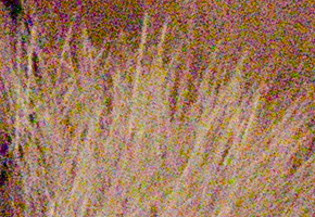 Nikon D5100: jeden z nejlepších?