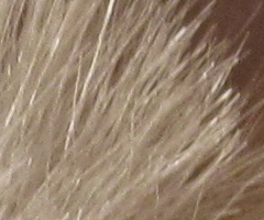 Canon PowerShot SX210 IS: s překvapivou zbraní