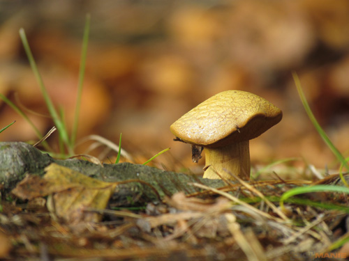 Canon PowerShot SX30 IS: sebevědomý rekordman