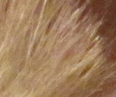 Canon PowerShot SX210 IS: s překvapivou zbraní