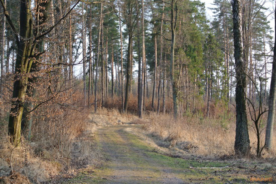 Nikon 1 NIKKOR 30-110mm 1:3,8-5,6 VR